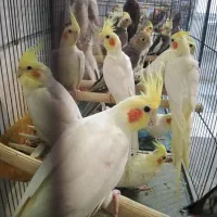 عروس|پرنده|رشت, استادسرا|دیوار