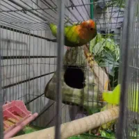 کوتوله گمشده