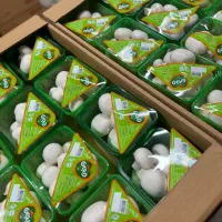 جذب نیرو برای برداشت قارچ