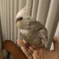 عروس هلندی گمشده|حیوانات|مشهد, سید رضی|دیوار