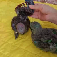 جوجه اکلکتوس نر و ماده سرلاکی|پرنده|تهران, مولوی|دیوار