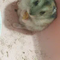 همسترهای مینیاتوری کمپل و وینتروایت|موش و خرگوش|ری, دولت‌آباد|دیوار