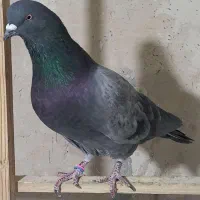 کبوتر معاوضه با مرغ عشق و قفس