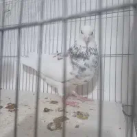 طوق سور کلاهی|پرنده|کرمان, |دیوار