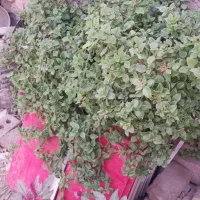 گل گیاهی شاداب|گل و گیاه طبیعی|تربتحیدریه, شهرک ولیعصر|دیوار