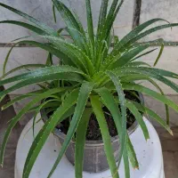 گیاهان بالکنی و اپارتمانی