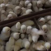 مرغ گوشتی راس جوجه گوشتی