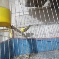 قناری ماده ابلق مست مست|پرنده|کرمان, |دیوار