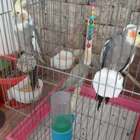 عروس هلندی مولد و جوجه هاش