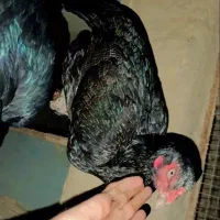 ماده مرغ اصیل