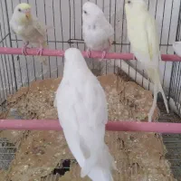 ۶جفت‌و۱دونه‌نر،مرغ‌عشق،همراه‌با‌انواع‌ویتامین‌ها.