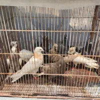 10عدد کفتر