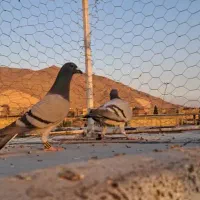 کفتر سبز پلاکی|پرنده|شیراز, کفترک|دیوار