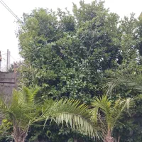 پالم.یاس.چمن|گل و گیاه طبیعی|رودسر, |دیوار