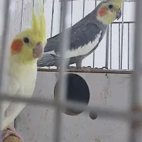 عروس هلندی ضمانت تخم جوجه