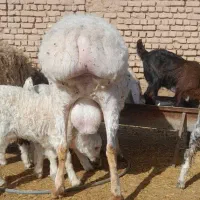 فروش فوری|حیوانات مزرعه|زیرکوه, |دیوار