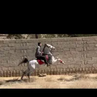 اسب|اسب و تجهیزات اسب‌سواری|شیراز, نجم آباد|دیوار