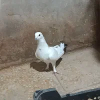 کبوتر