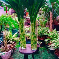 شیشه گلدان|گل و گیاه طبیعی|جوانرود, |دیوار