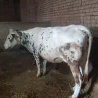 گاو شیری|حیوانات مزرعه|هیر, |دیوار