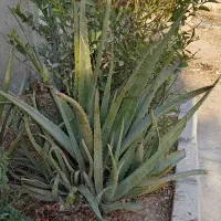 گل آلوئورا|گل و گیاه طبیعی|سرپل ذهاب, |دیوار