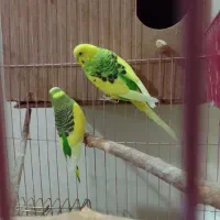 مرغ عشق|پرنده|جلفا, |دیوار