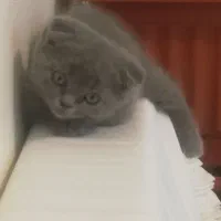 بچه گربه همالین