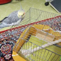 عروس هلندی|پرنده|فلارد, |دیوار