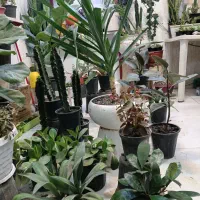 فروش گل گیاه