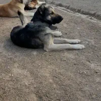 سگ دورگه سرابی باهوش گله ی قیمت ۸ تومن