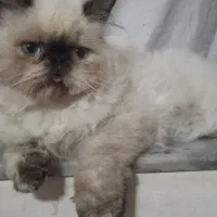 حیوان خانگی فروشی