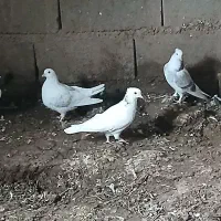 کبوتر زیبا و جذاب