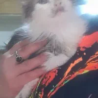 گربه نژاد دار|گربه|تهران, شوش|دیوار