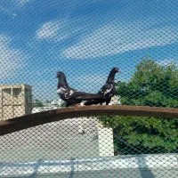 کبوتر رامپوری گلدن