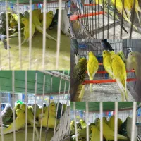 قناری .فنچ.عروس هلندی .مرغ عشق.