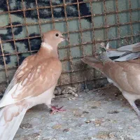 پرنده خانگی|پرنده|خاش, |دیوار