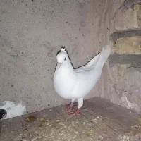 کفتر نر آلمانی کاکلی مست مست