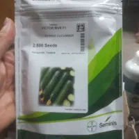 بذر خیار ویکتور|خدمات باغبانی و درختکاری|جویبار, |دیوار