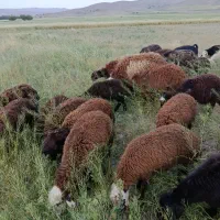 بره نر گوسفند