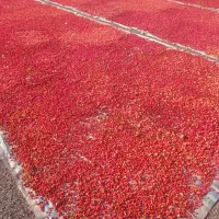 زغال‌اخته خشک  با هسته|عمده‌فروشی|جلفا, |دیوار