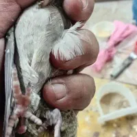 عروس پاریس هلندی سرلاکی|پرنده|باوی, |دیوار