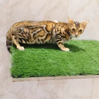 توله گربه بنگال