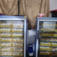 جوجه‌کشی انواع جوجه مرغ غاز اردک بوقلمون