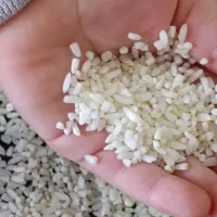 برنج محلی دورود