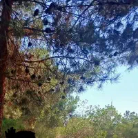 باغبانی