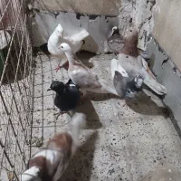 پرنده