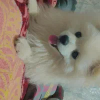 سگ پامرانین اکراینی اصیل نر ، دنبال یک ماده|سگ|مشهد, کوشش|دیوار