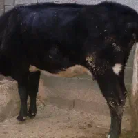 گاو و گوساله نر|حیوانات مزرعه|صحنه, |دیوار