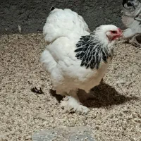 تخم برهما لایت|حیوانات مزرعه|تهران, ترمینال جنوب|دیوار