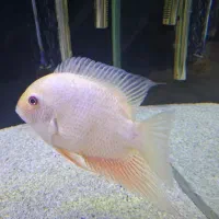 ۱ عدد سوروم